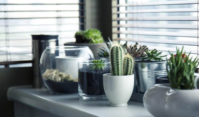 Vertical plant arrangements
